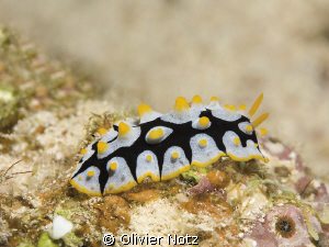 Rüppel's wart slug; picture taken during early morning di... by Olivier Notz 